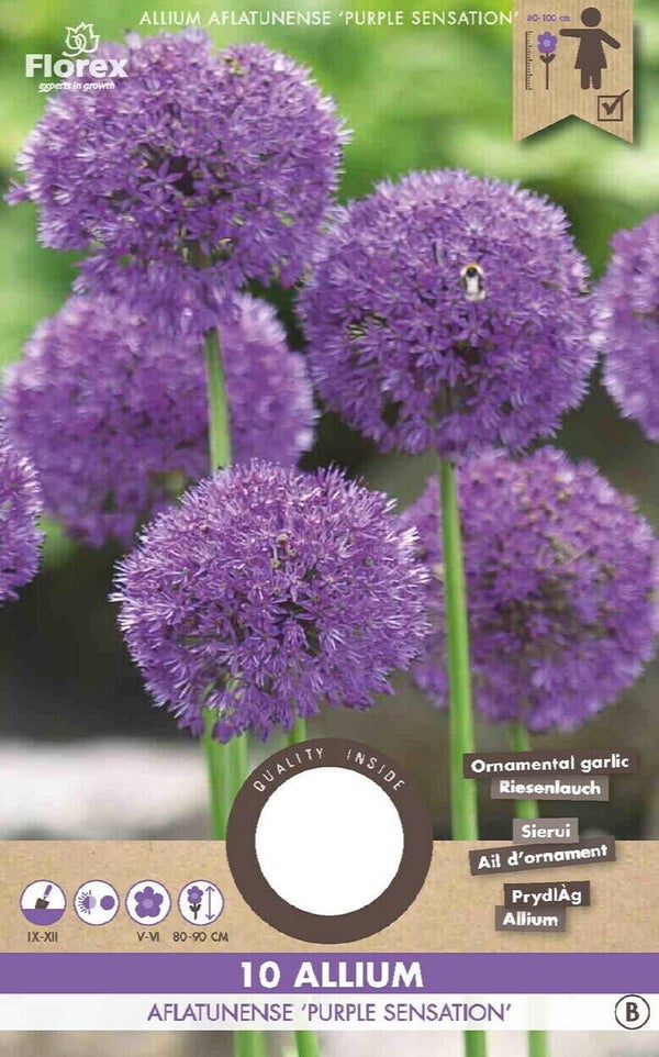 ALLIUM | PURPLE SENSATION | 10 STUKS