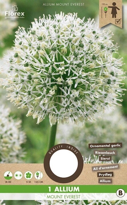ALLIUM | MOUNT EVEREST | 1 STUK
