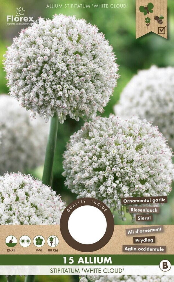 ALLIUM | WHITE CLOUD | 15 STUKS