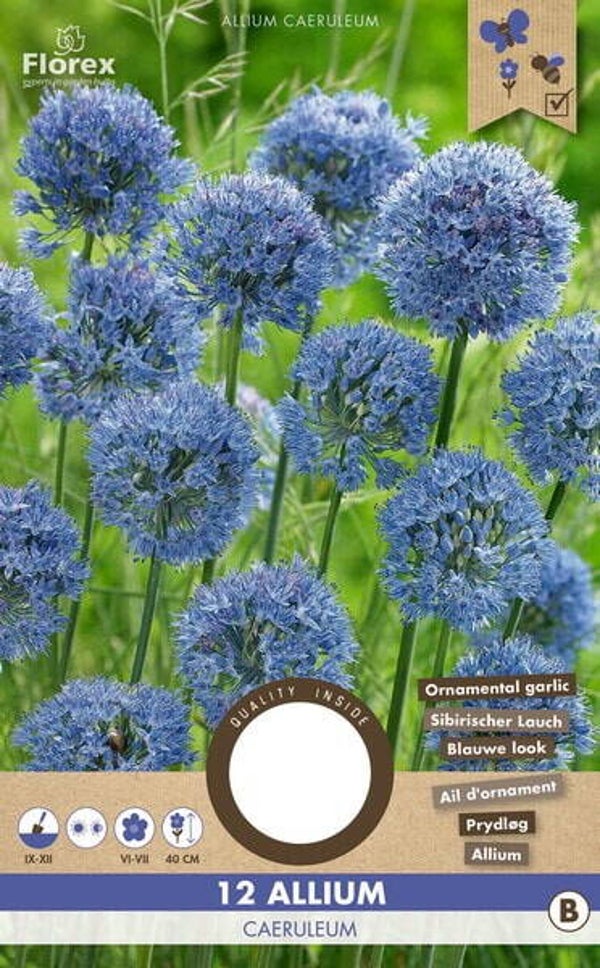 ALLIUM | CAERULEUM BLUE | 12 STUKS