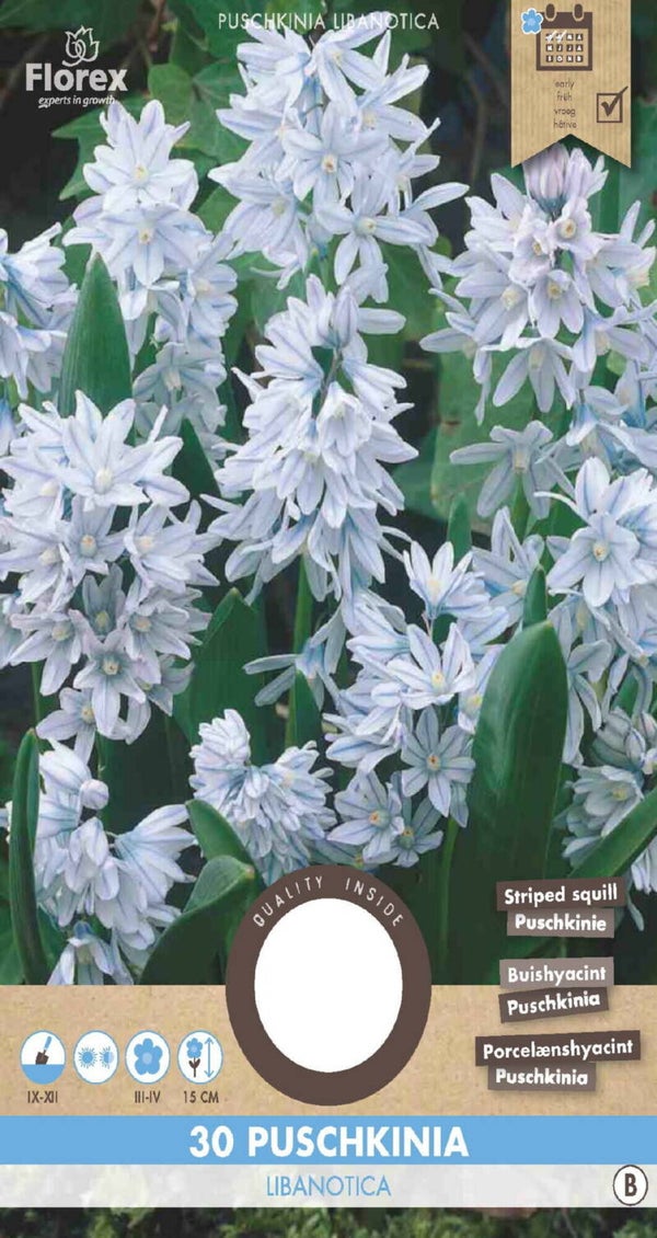 PUDCHKINIA | LIBANOTICA | 30 STUKS