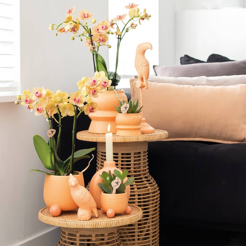 Oranje interieur met Koningsdag