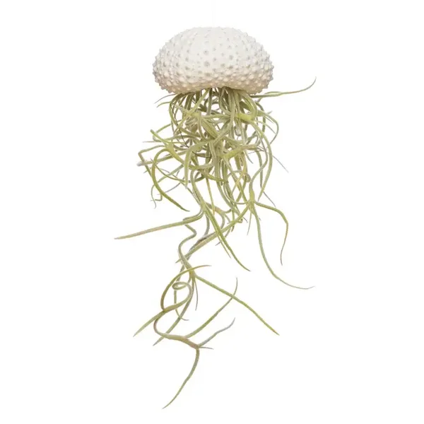 AIRPLANT | JELLYFISH | WIT | TILLANDSIA