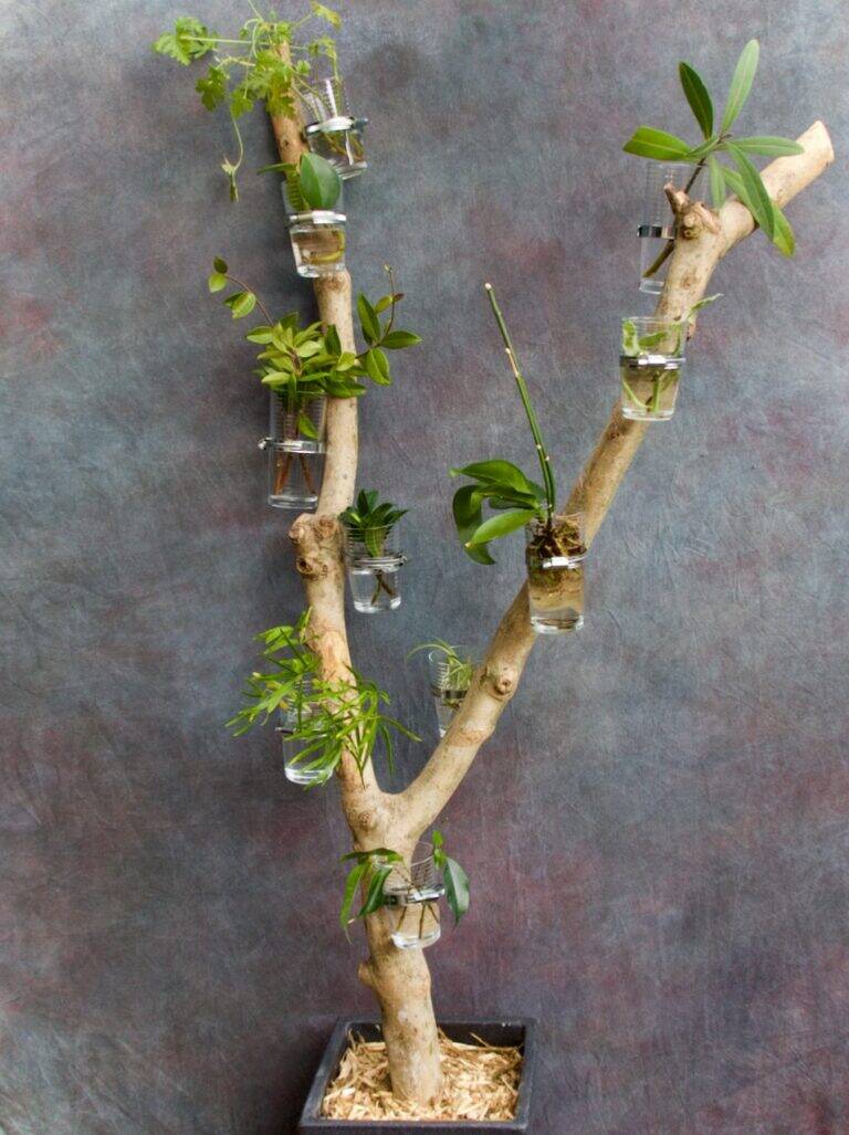 PleegPlantje stekjesboom