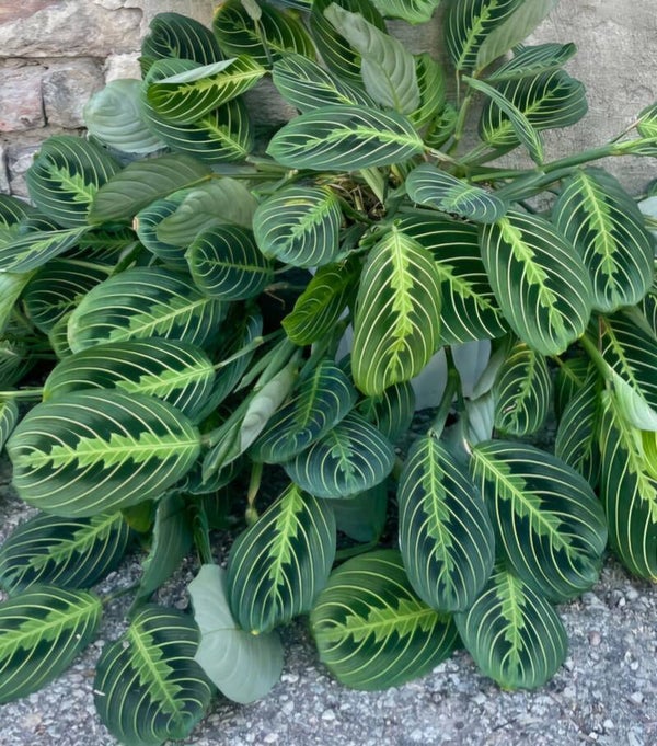 MARANTA | LEMON LIME STEK **