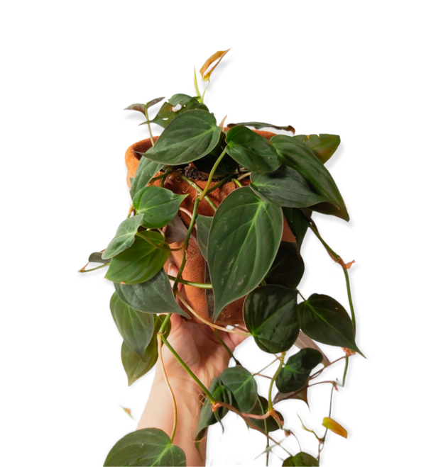 PHILODENDRON | MICANS STEK *