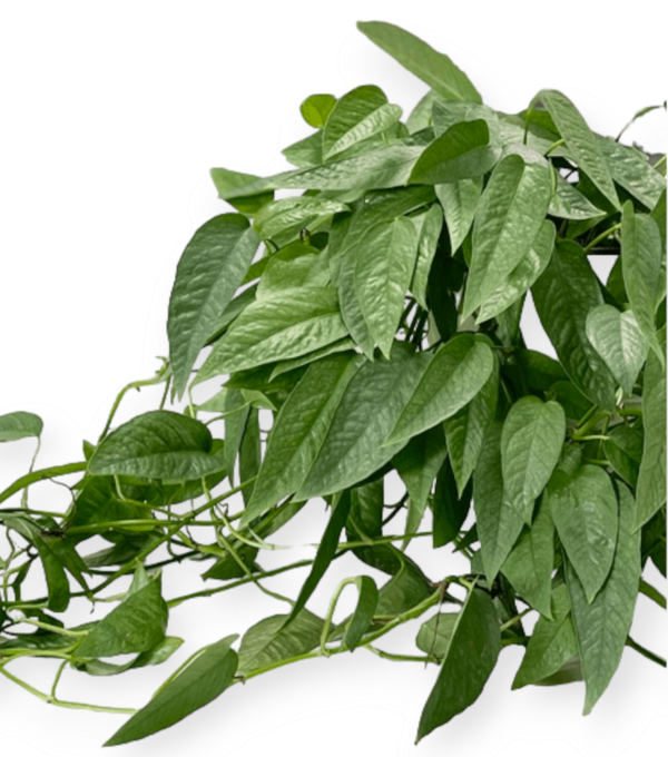 EPIPREMNUM | CEBU BLUE STEK *