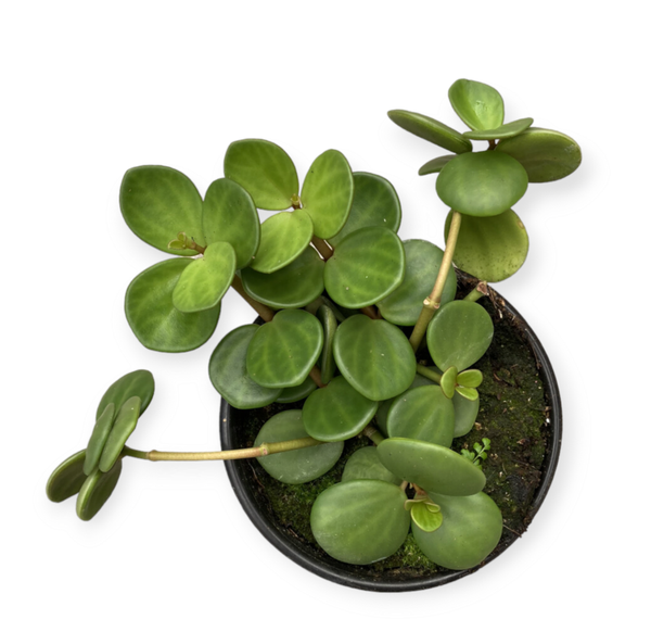 PEPEROMIA | HOPE STEK *