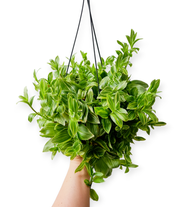 TRADESCANTIA | IVORY HILL | STEK*