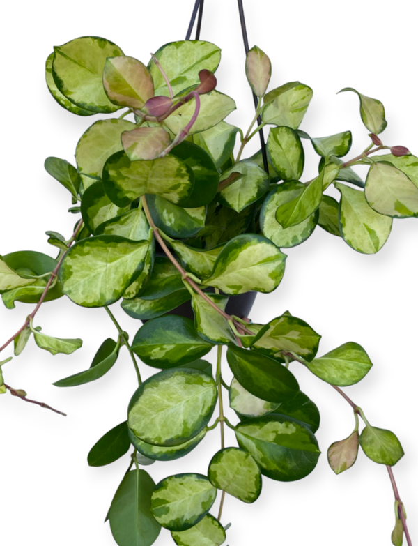 HOYA | AUSTRALIS LISA | STEK **