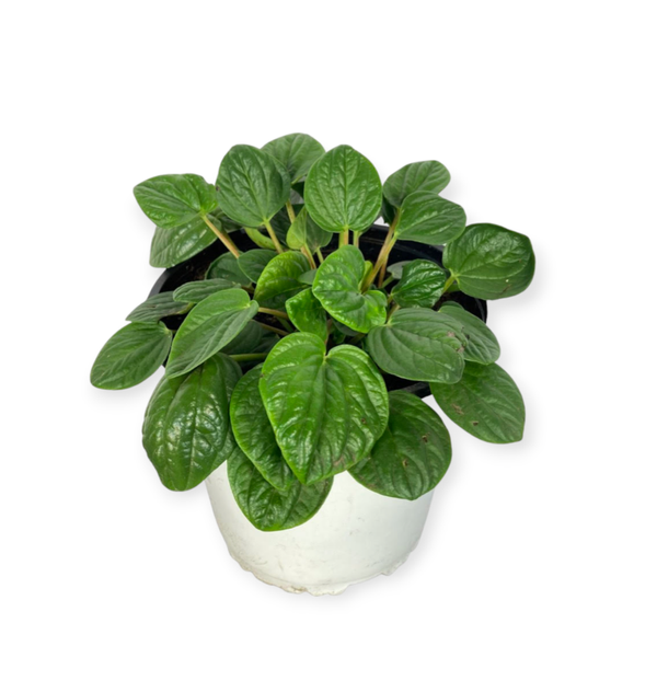 PEPEROMIA | RANA VERDE | STEK **