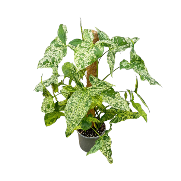 SYNGONIUM MOTTLED | STEK *