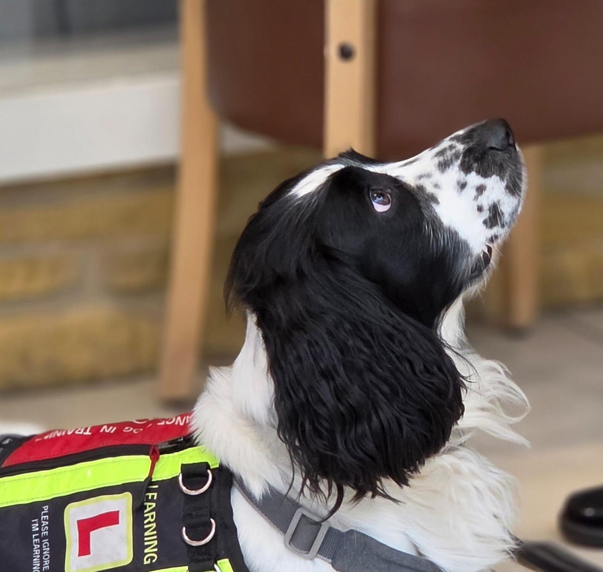 How we can help you | Infinity Dogs CIC
