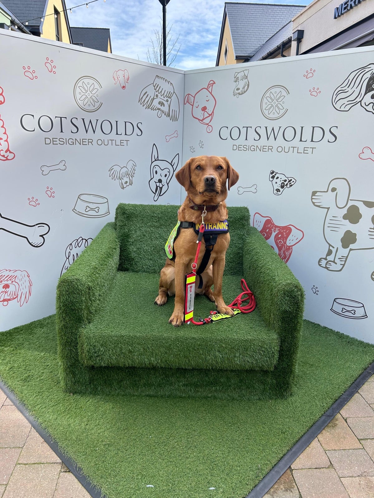 How we can help you | Infinity Dogs CIC