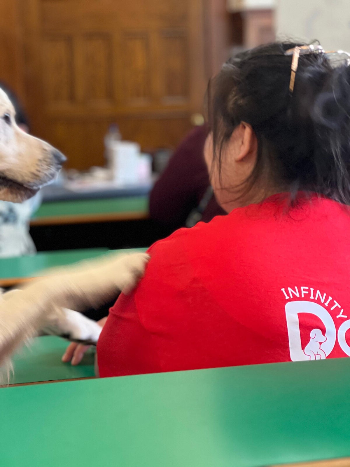 How we can help you | Infinity Dogs CIC