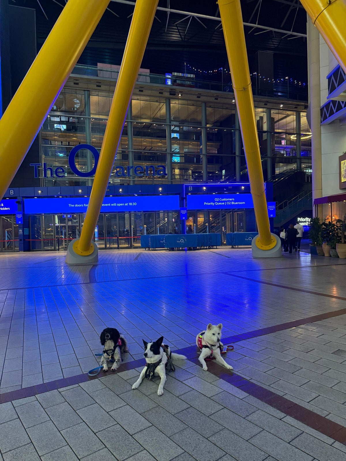 Book a Talk / How we can help you | Infinity Dogs CIC