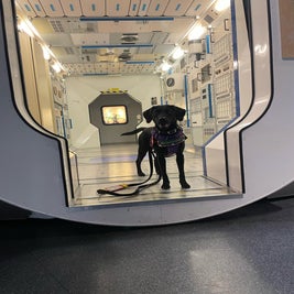 infinity-dogs-national-space-centre-1-standard-1lg58p.jpg