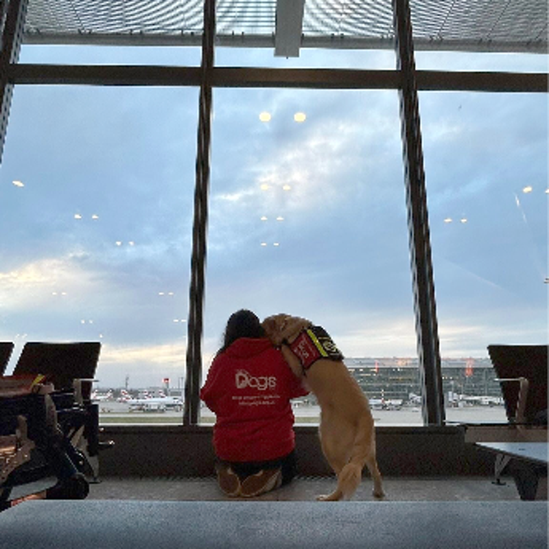 infinitydogs-airport-standard.png