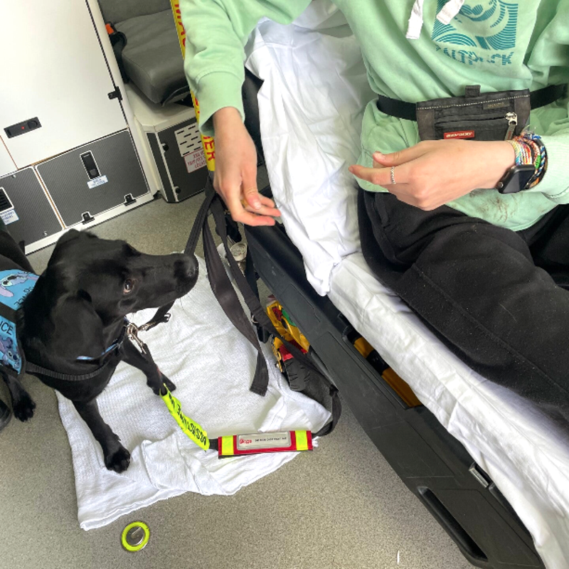 infinitydogs-ambulance-sit-standard.png
