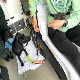 infinitydogs-ambulance-sit-standard.png