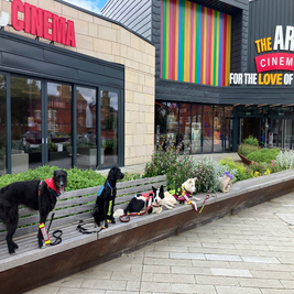 infinitydogs-arc-bench-standard.png