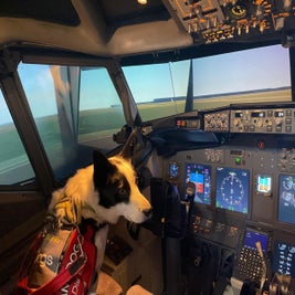 infinitydogs-flight-simulator-milo-standard.jpg