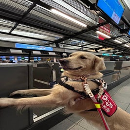 infinitydogs-koda-ba-check-in-standard.jpg