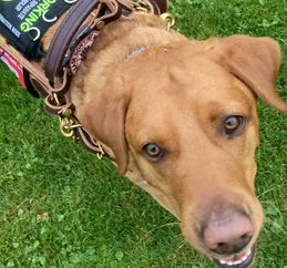 Assistance dog trained by Infinity Dogs looking up at camera