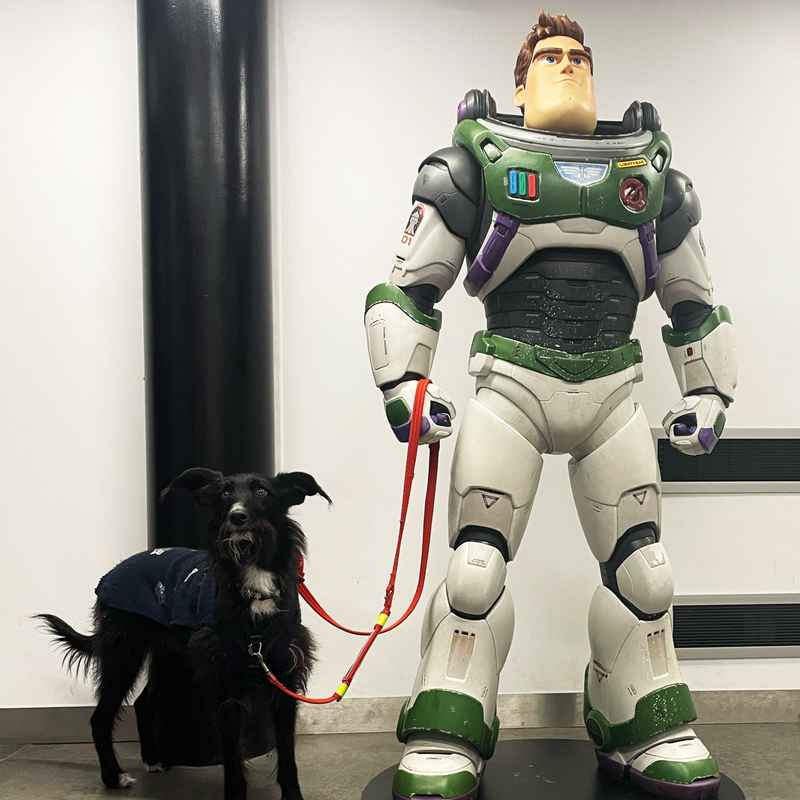 infinitydogs-space-centre-betsy-buzz-lightyear-standard.png