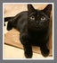 Nuts About Pets Pet Sitting