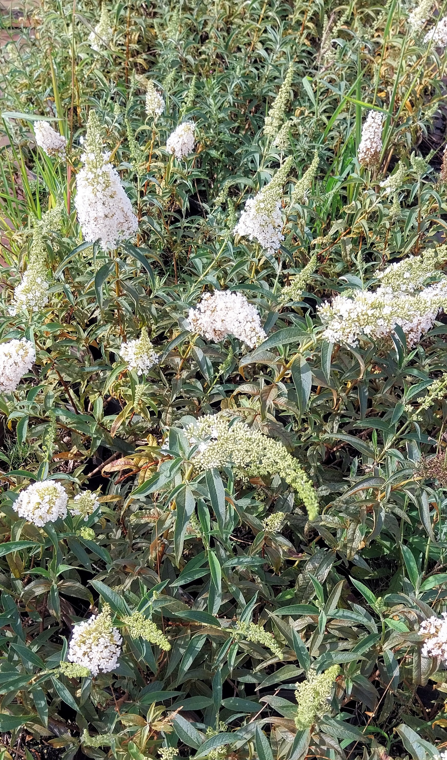 Buddleja davidii 'White Profusion'