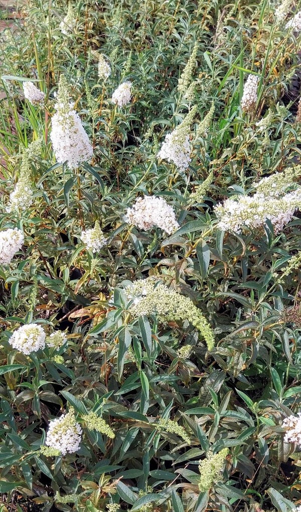 Buddleja davidii 'White Profusion'