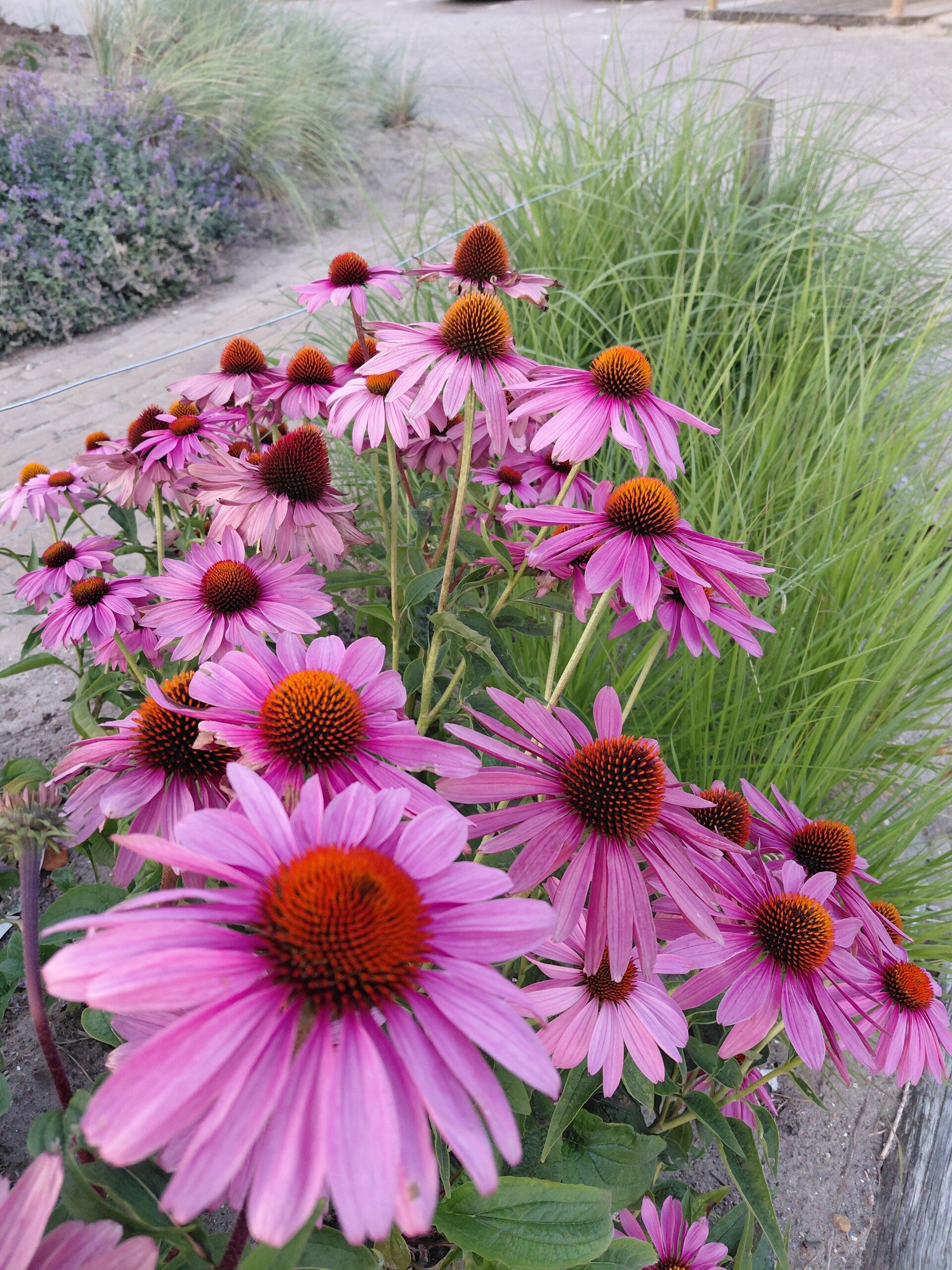 Echinacea purpurea – Zonnehoed