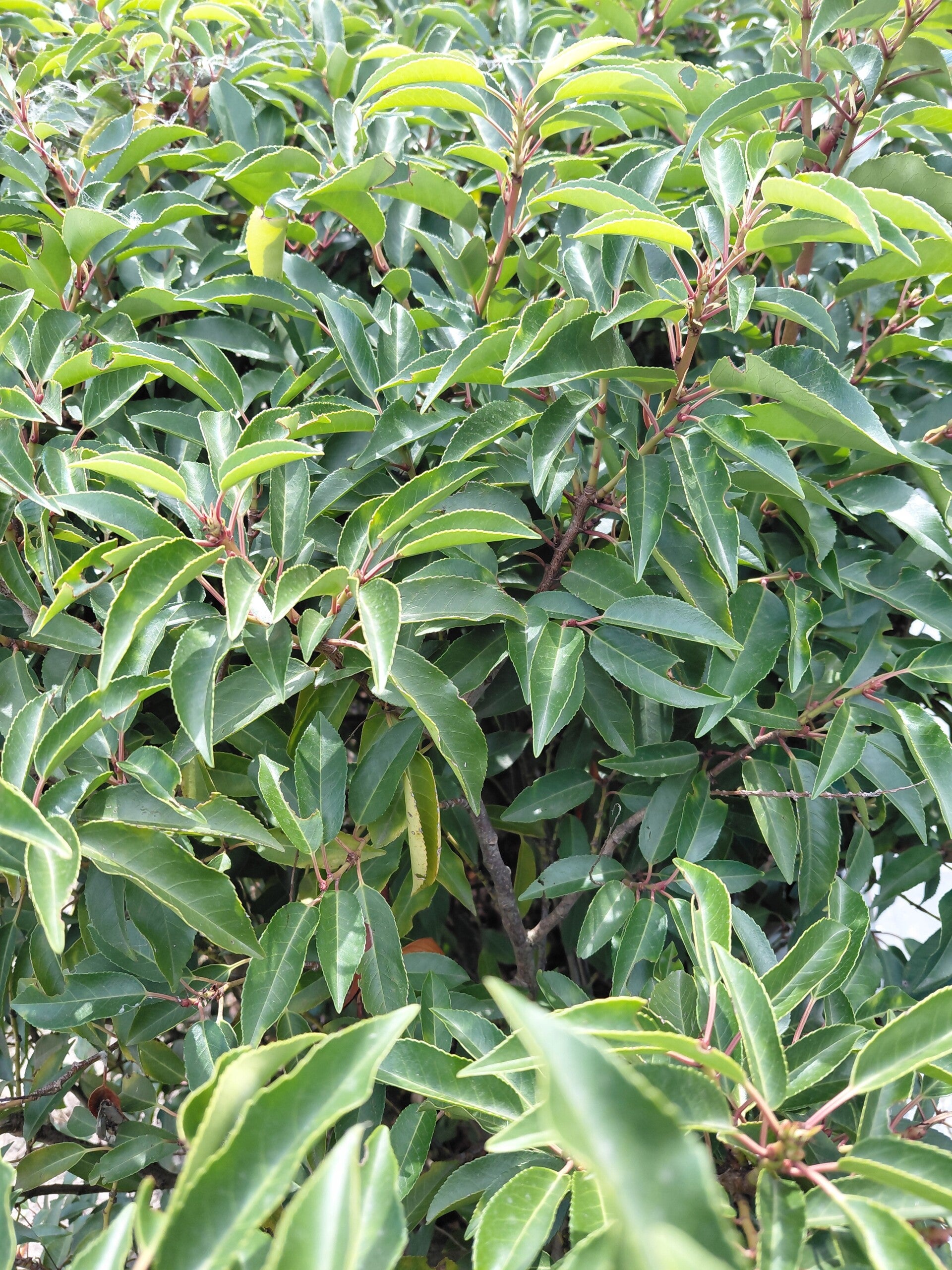 Prunus lusitanica 'Angustifolia'