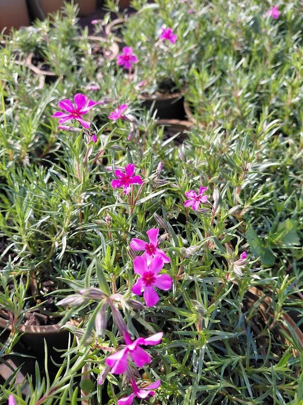 Phlox paniculata 'Scarlet Flame' – Vlambloem