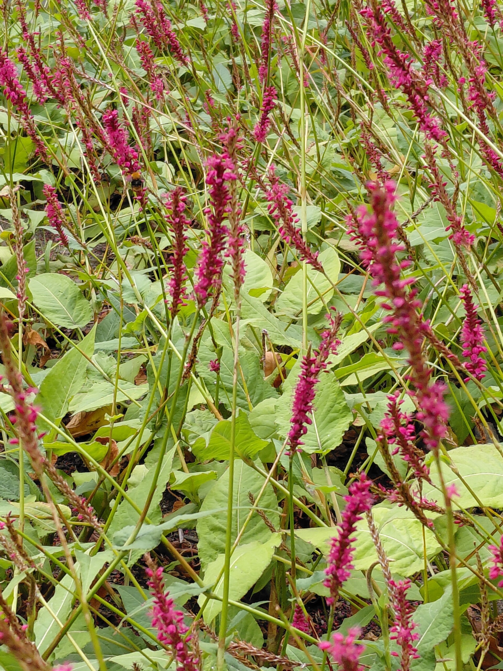 Persicaria a. 'Speciosa' - Duizendknoop