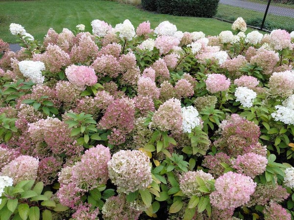 Hydrangea paniculata 'Pink Lady'
