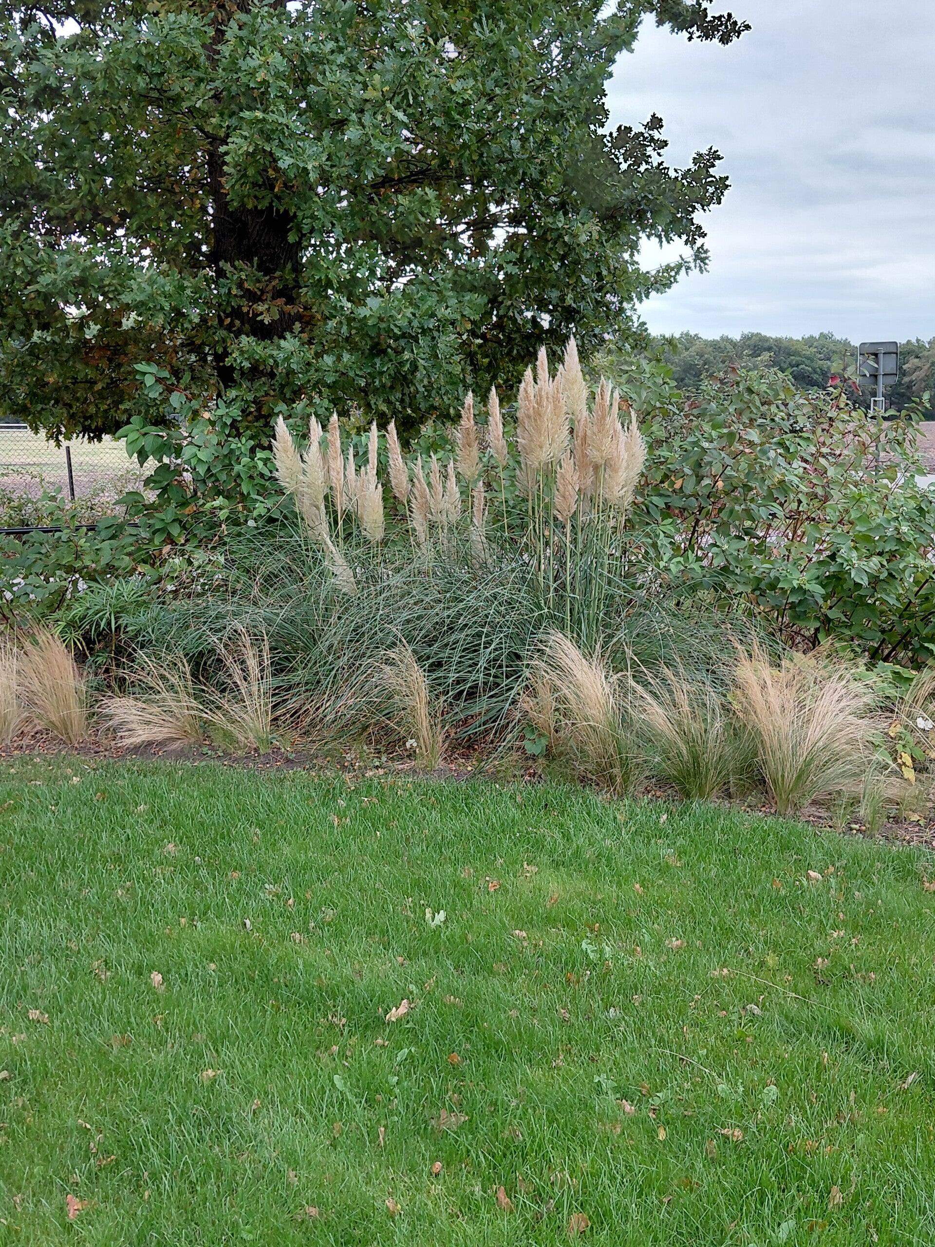 Cortederia sellona Pumila (pampasgras)