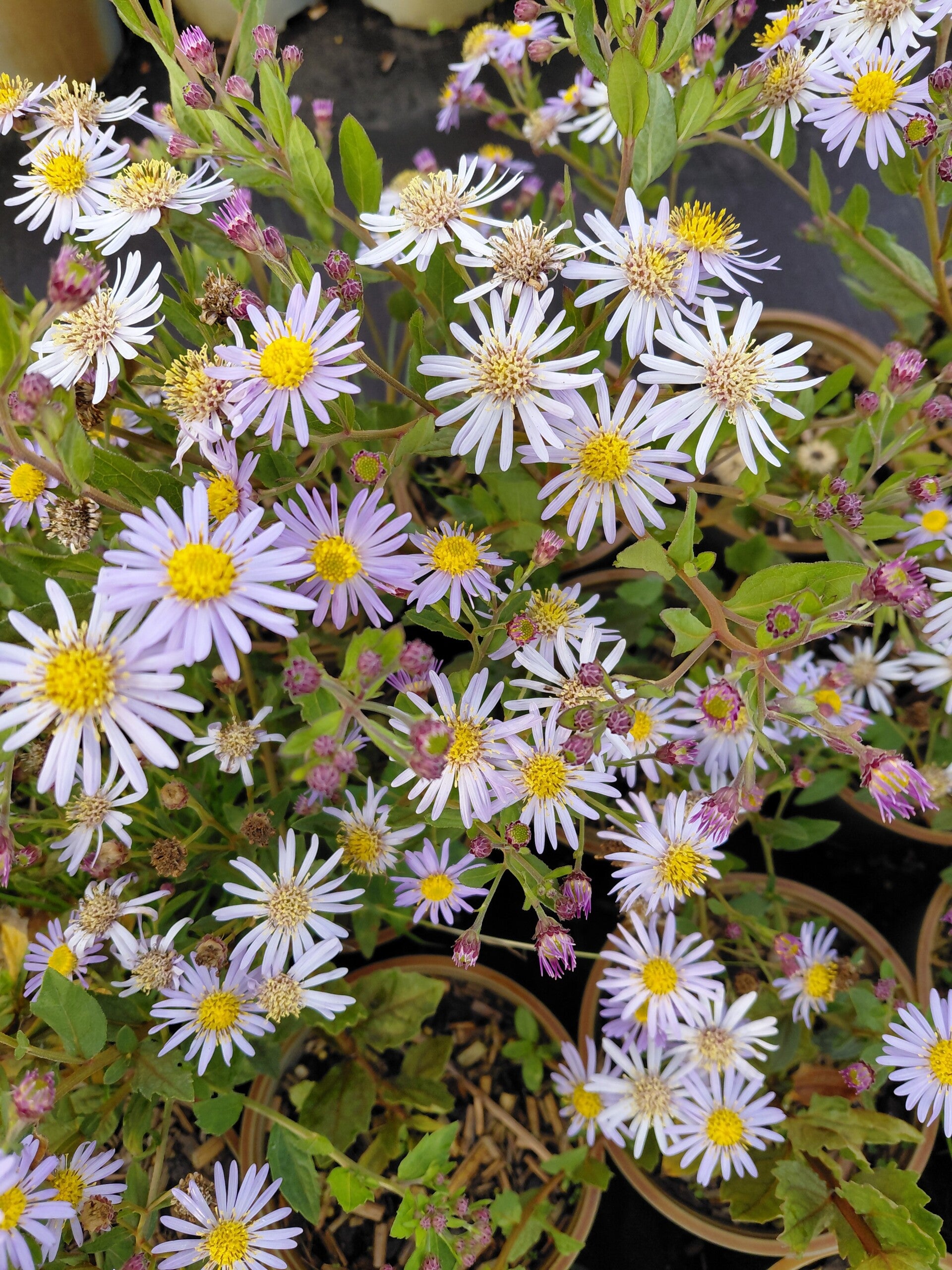 Aster ageratoides 'Asmo' – Herfstaster
