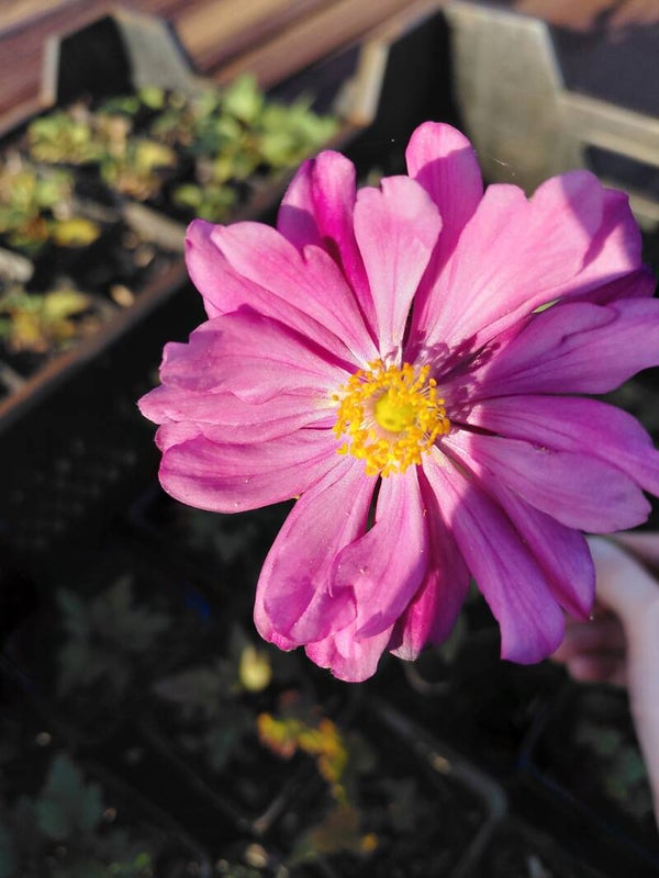 Anemone hupehensis 'Prinz Heinrich' – Herfstanemoon