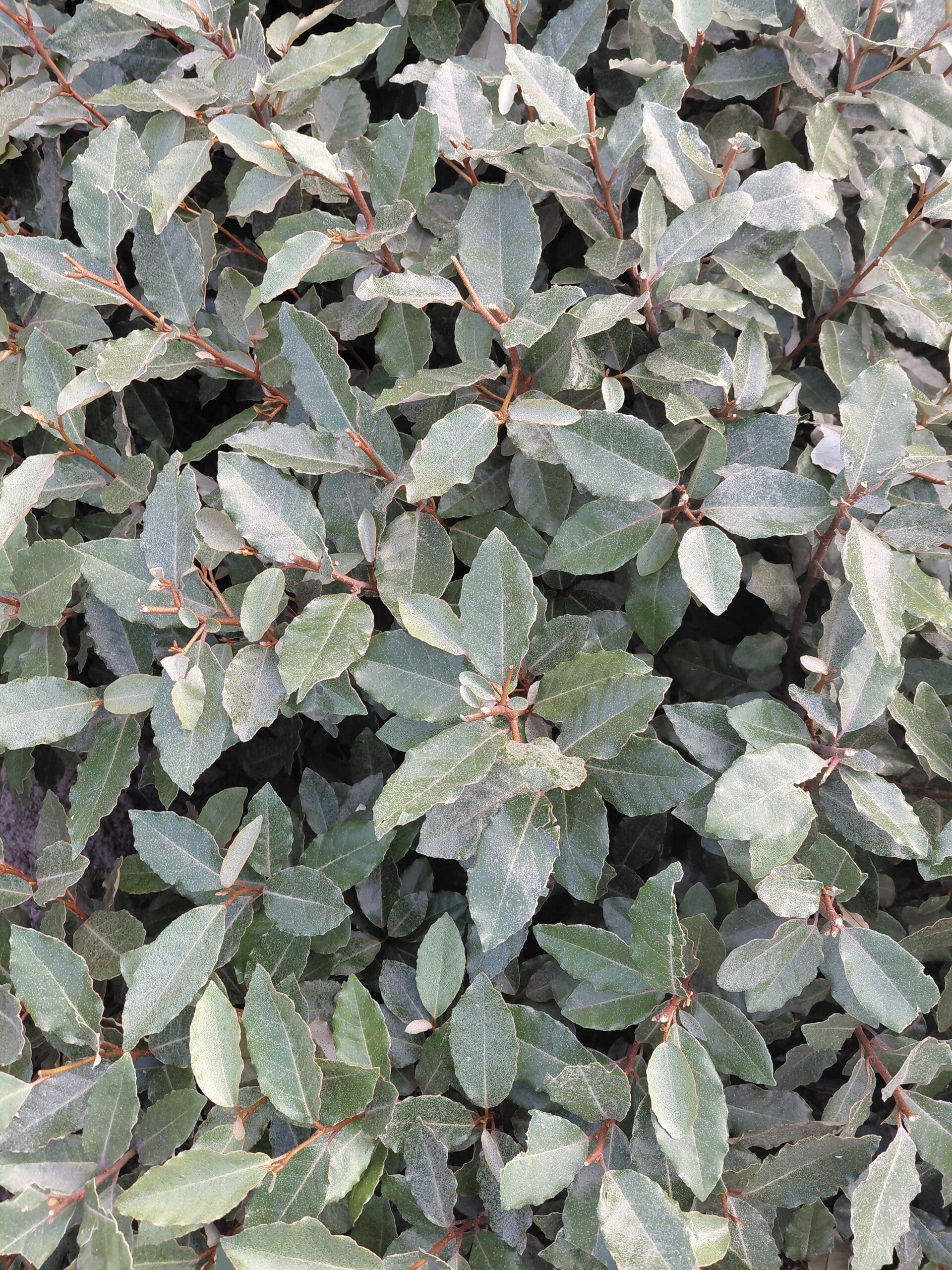 Elaeagnus ebbingei