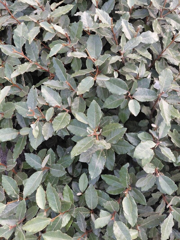 Elaeagnus ebbingei