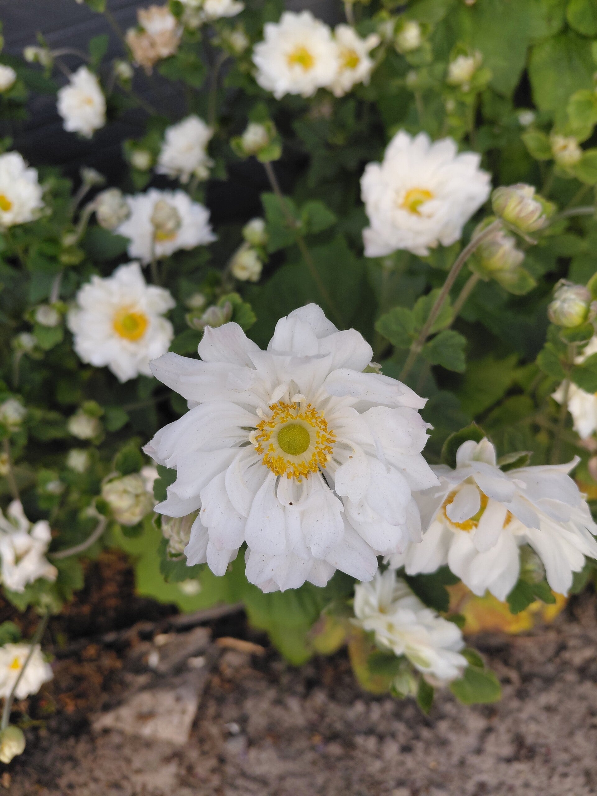 Anemone hybrida 'Honorine Jobert' – Herfstanemoon
