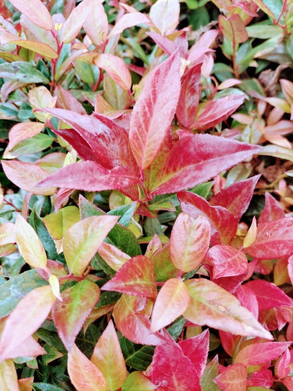 Leucothoe 'Zeblid'
