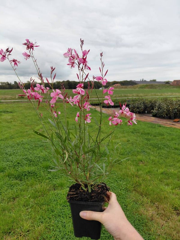 Gaura Siskiyou Pink Lindheimeri