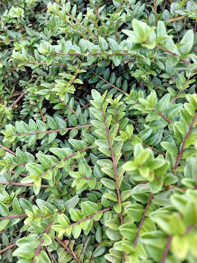 Lonicera nitida 'Maigrün'