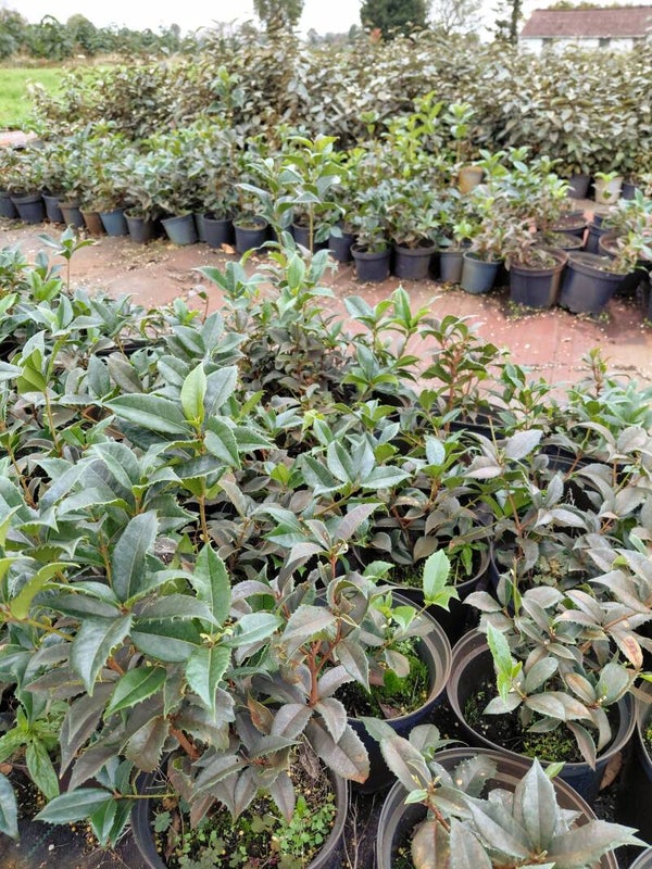 Osmanthus aquifolium