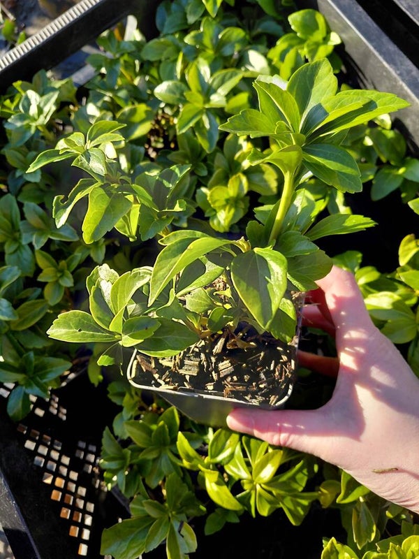 Pachysandra terminalis