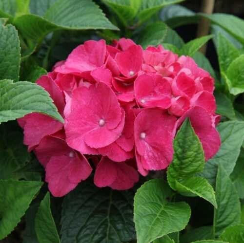 Hydrangea macrophylla 'Red Baron'