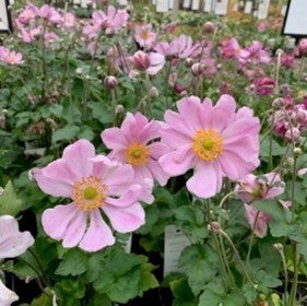 Anemone hybrida 'Königin Charlotte' – Herfstanemoon